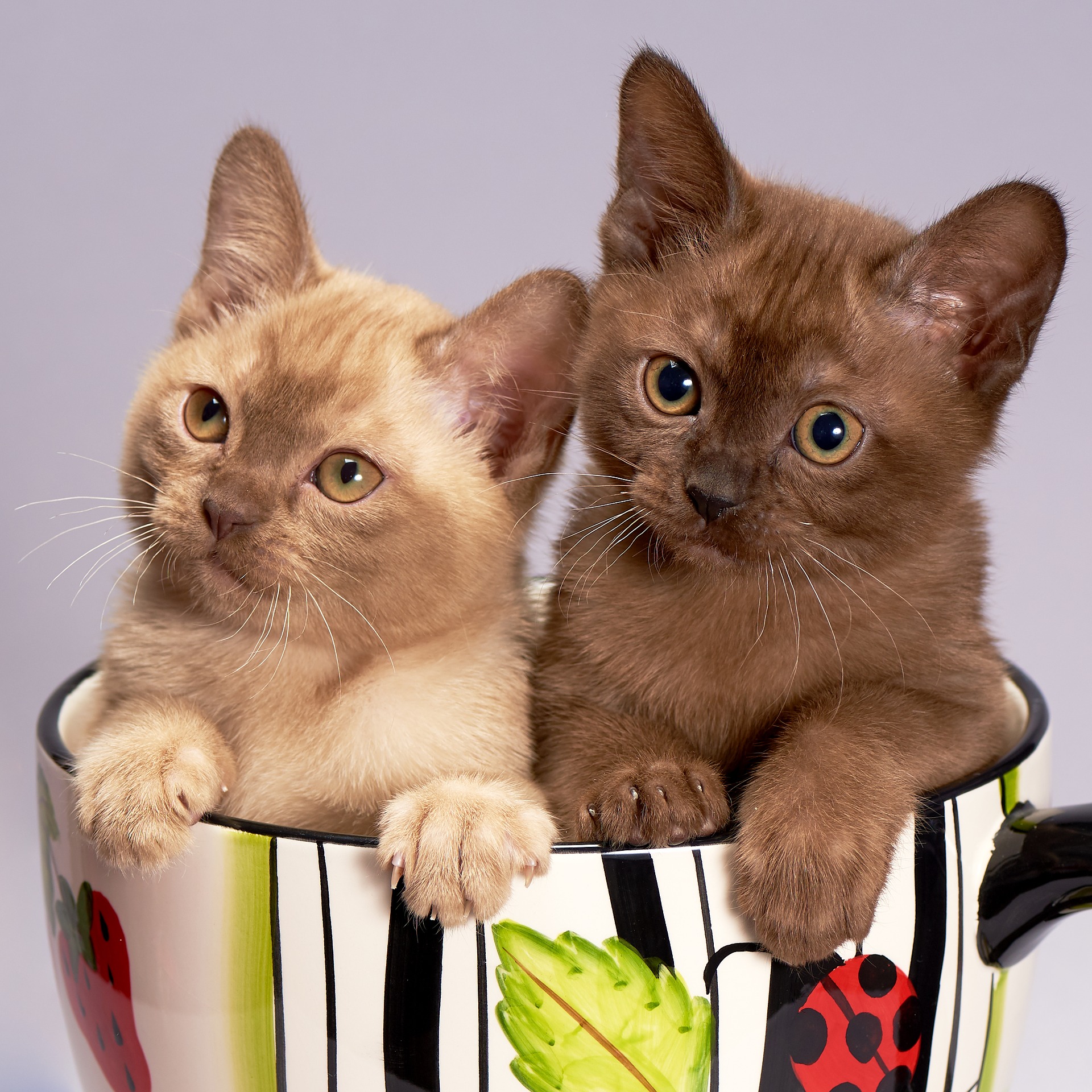 twee kittens adopteren