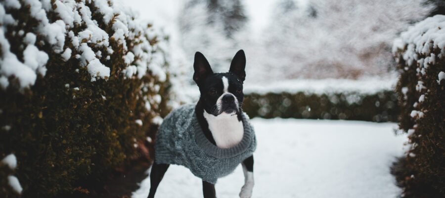 dogwalking sneeuw