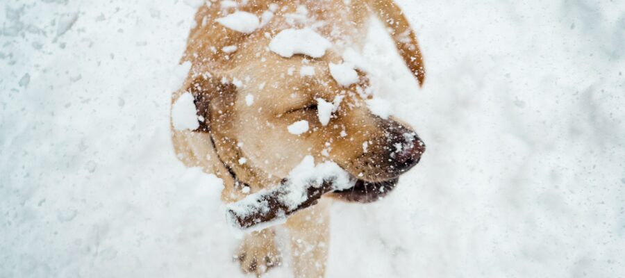 hondenwandeling sneeuw